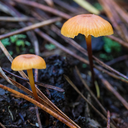 pinelitter gingertail (Xeromphalina cauticinalis)