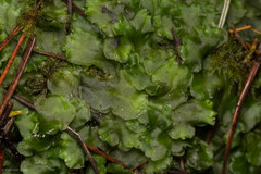 Pellia neesiana