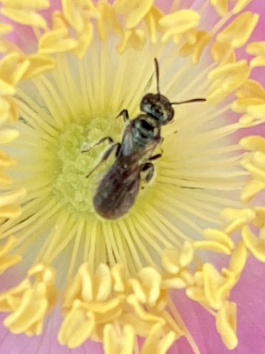 iNaturalist observation photo of Zadontomerus