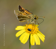 Hesperia attalus slossonae
