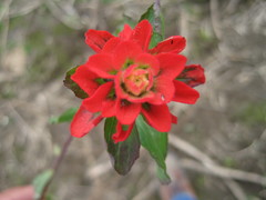 Castilleja nervata