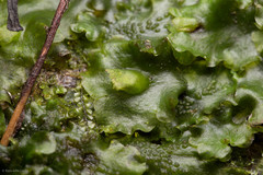 Pellia neesiana
