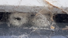 Araneidae