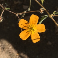 Kallstroemia peninsularis