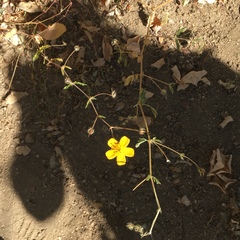 Kallstroemia peninsularis