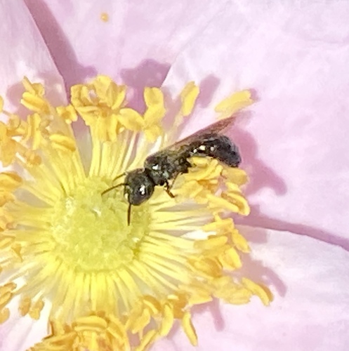 iNaturalist observation photo of Zadontomerus