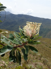 Oreocallis grandiflora, photograph Nolan Exe, CC BY, iNaturalist via GBIF