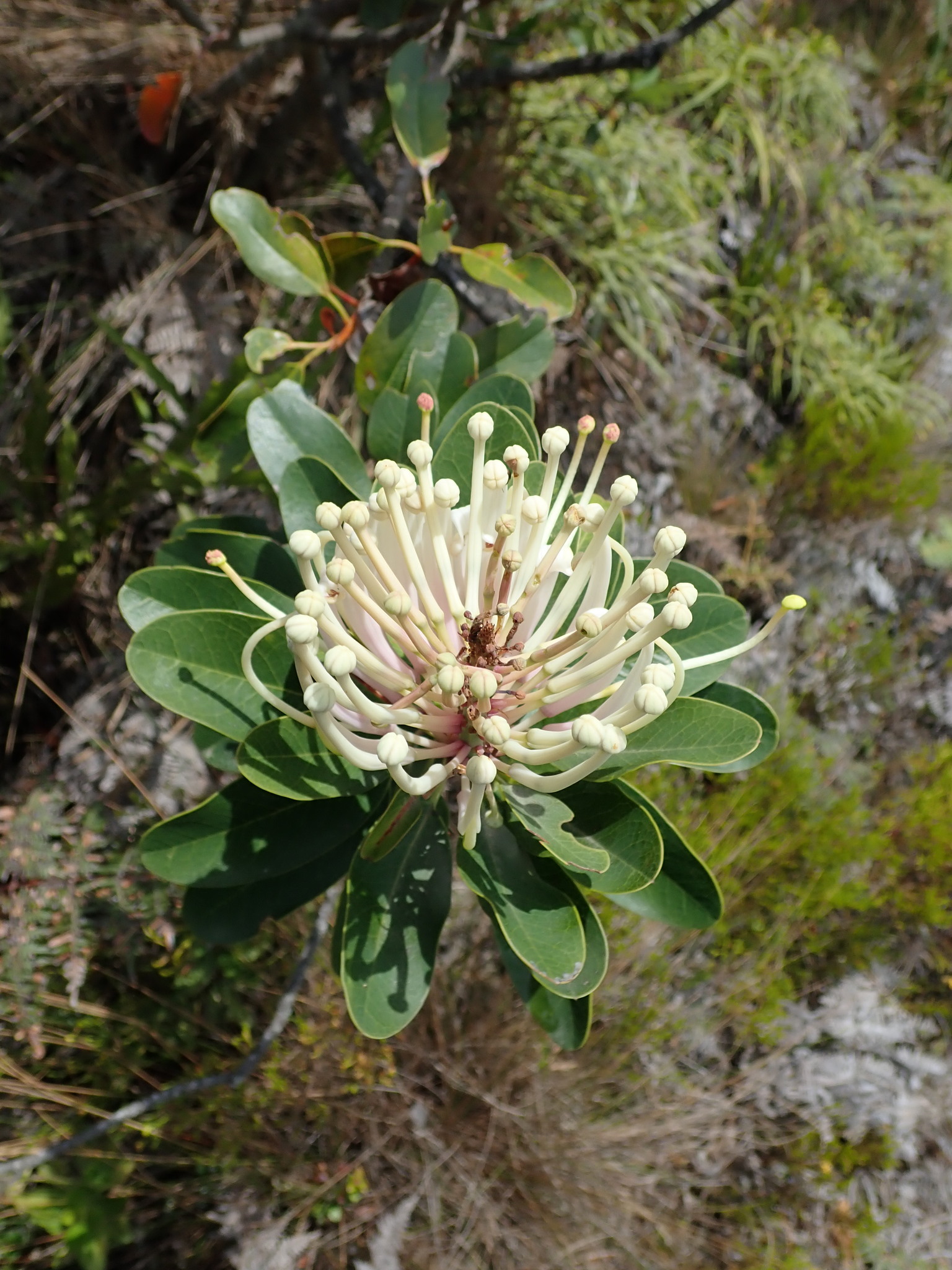 Oreocallis image