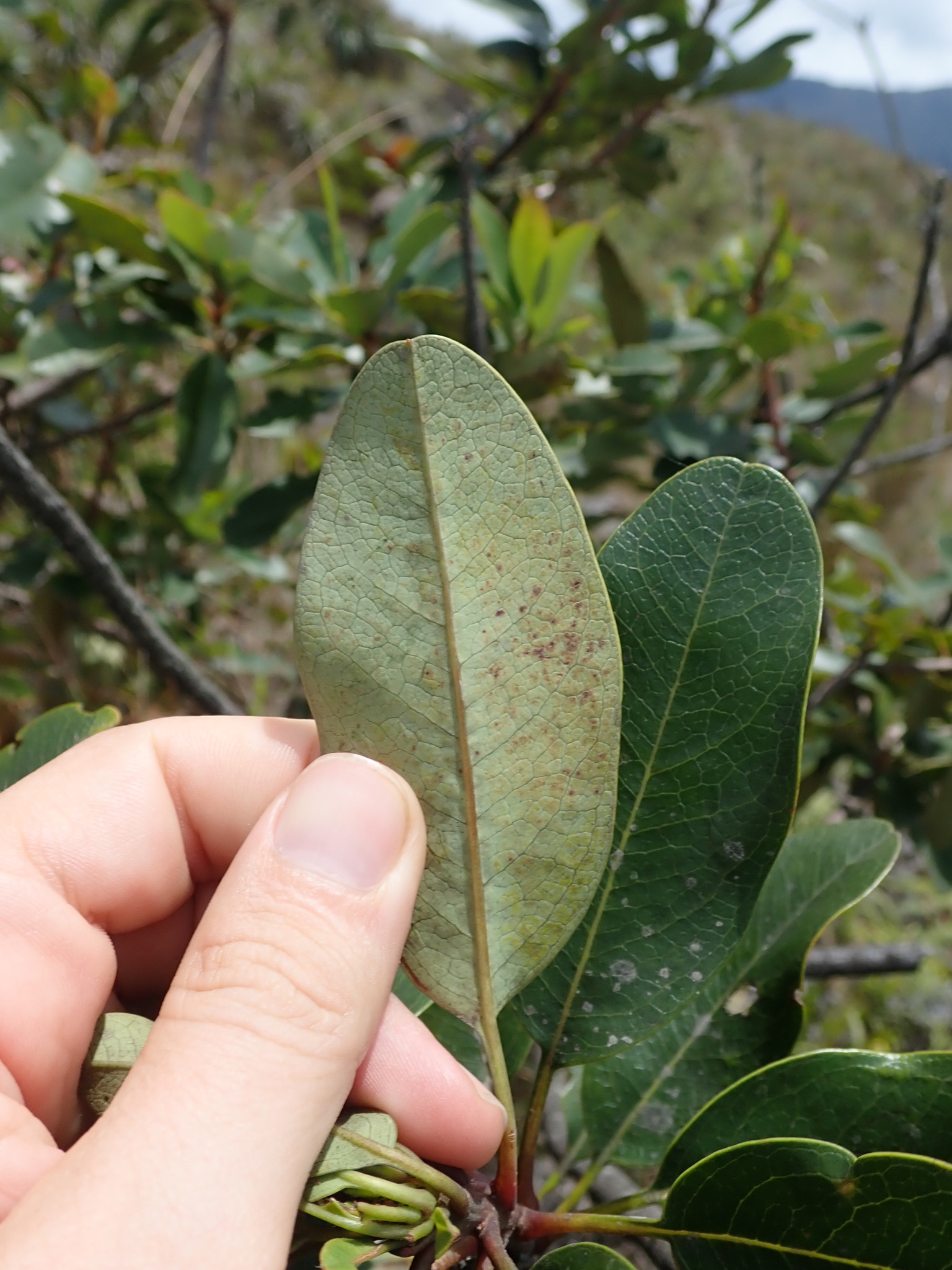 Oreocallis grandiflora image