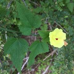 Hibiscus ribifolius