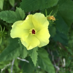 Hibiscus ribifolius