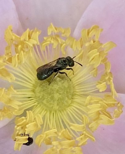 iNaturalist observation photo of Zadontomerus