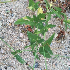 Boerhavia xantii