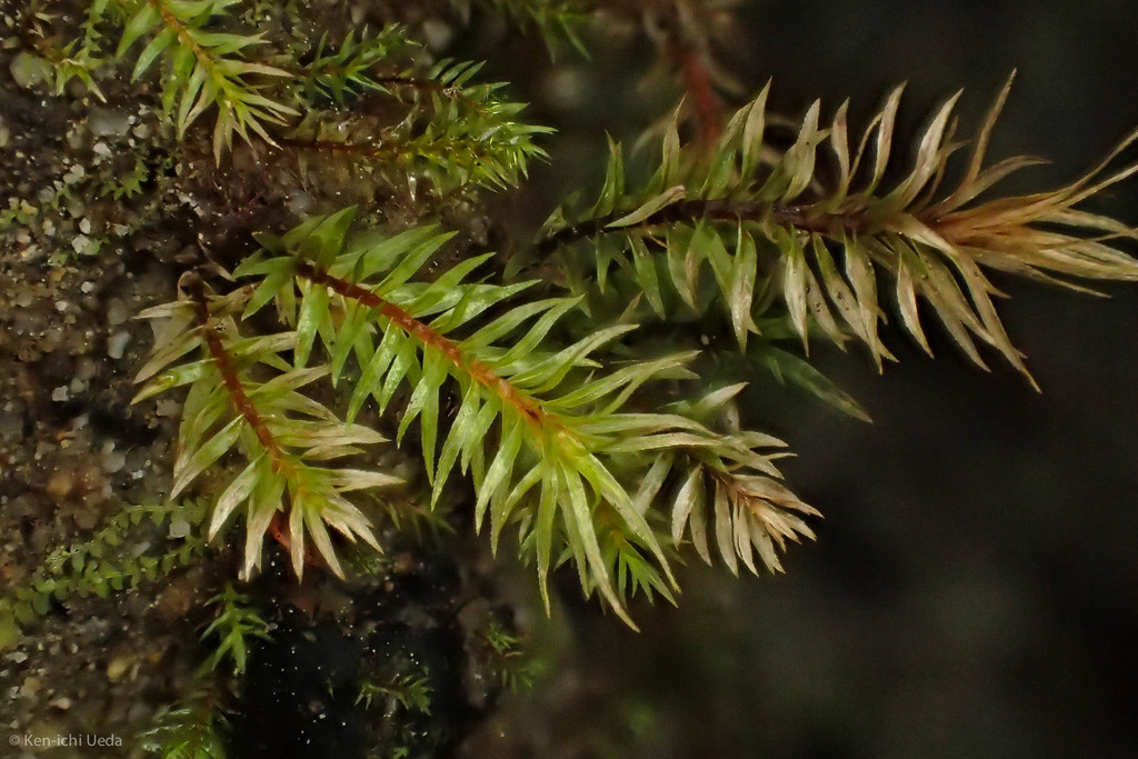 Longbract pohlia moss