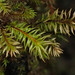 Longbract Pohlia Moss - Photo (c) Ken-ichi Ueda, some rights reserved (CC BY), uploaded by Ken-ichi Ueda