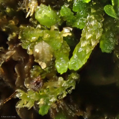 Cephaloziella turneri