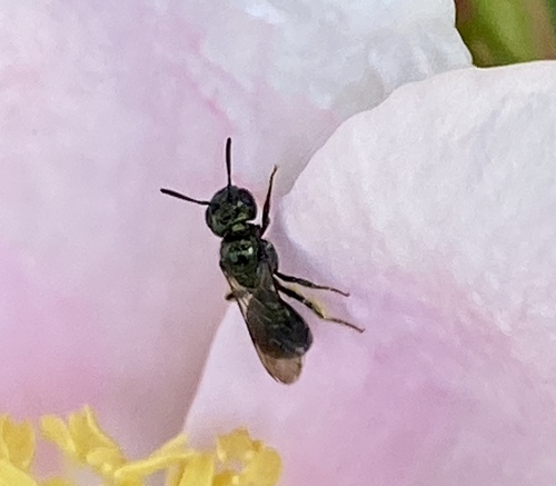 iNaturalist observation photo of Zadontomerus
