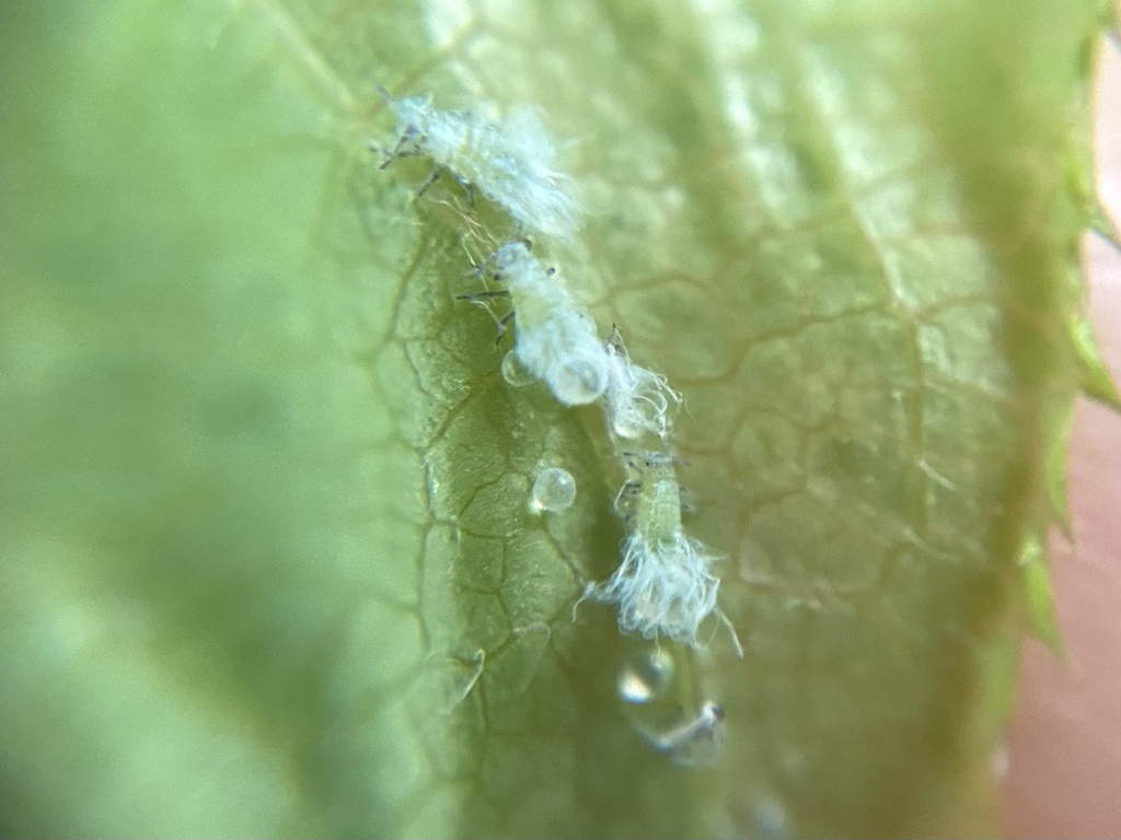 Prociphilus caryae
