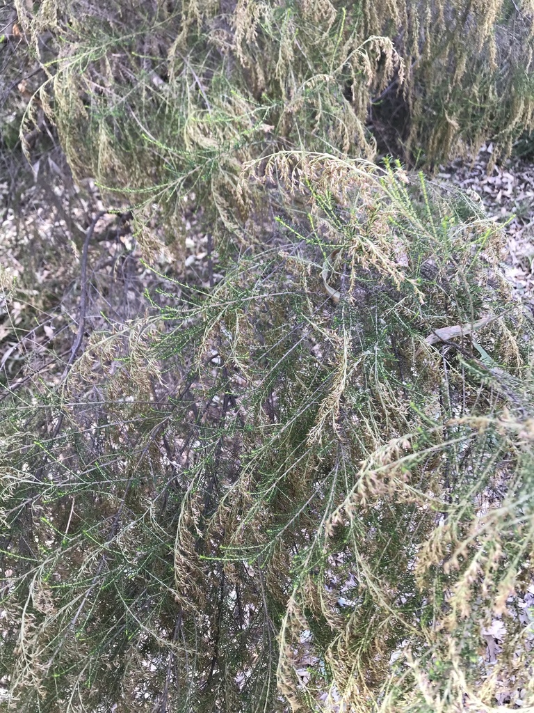 Sifton Bush from Woodlands Historic Park, Greenvale, VIC, AU on April 28, 2023 at 1030 AM by