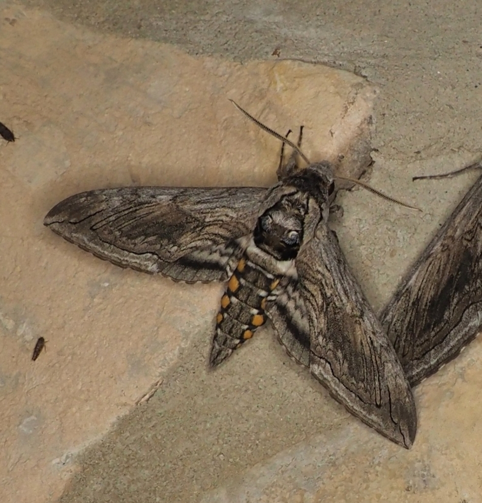 Five Spotted Hawk Moth Care