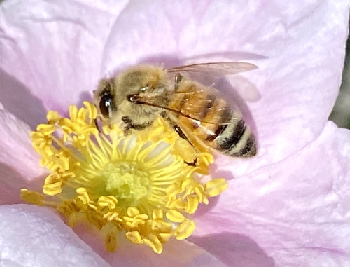 iNaturalist observation photo of Western Honey Bee