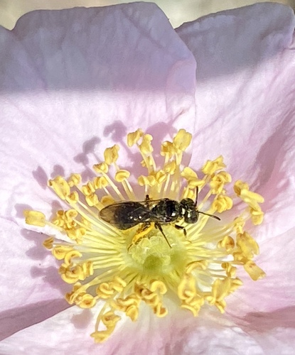 iNaturalist observation photo of Zadontomerus
