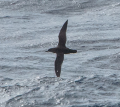 Puffinus mauretanicus