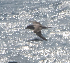 Puffinus mauretanicus