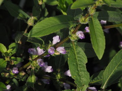 Hygrophila pogonocalyx