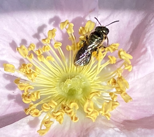 iNaturalist observation photo of Zadontomerus