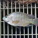 Blue Tilapia - Photo (c) J.D. Willson, some rights reserved (CC BY-NC), uploaded by J.D. Willson