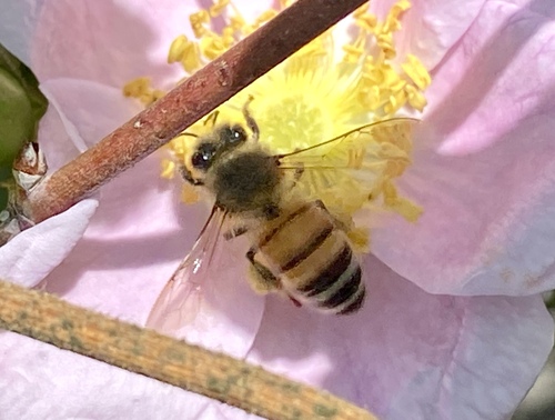 iNaturalist observation photo of Western Honey Bee