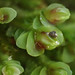 Jungermannia rubra - Photo (c) Ken-ichi Ueda, algunos derechos reservados (CC BY), subido por Ken-ichi Ueda