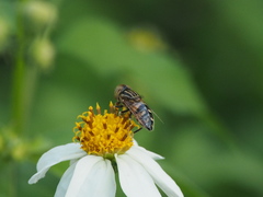 Eristalinus arvorum