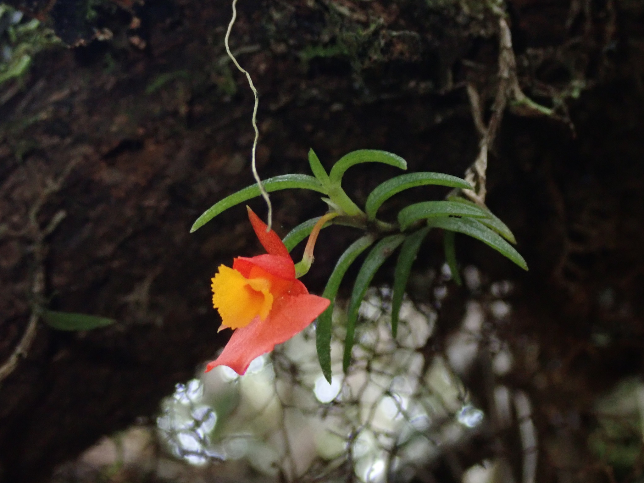 Fernandezia subbiflora image