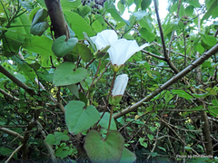 Calystegia tuguriorum
