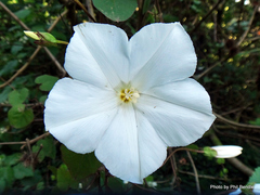 Calystegia tuguriorum