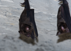Hipposideros armiger terasensis