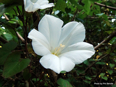 Calystegia tuguriorum