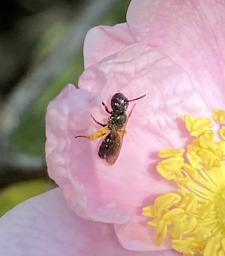 iNaturalist observation photo of Zadontomerus