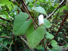 Calystegia tuguriorum