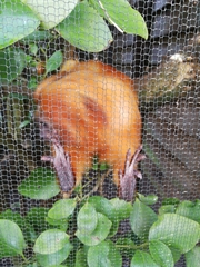 Leontopithecus rosalia