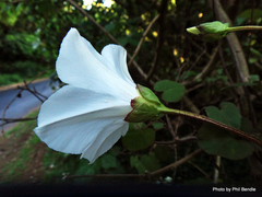 Calystegia tuguriorum