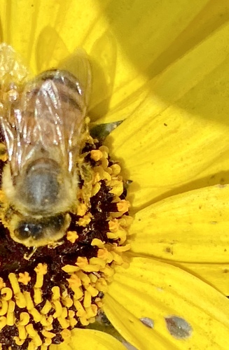 iNaturalist observation photo of Western Honey Bee
