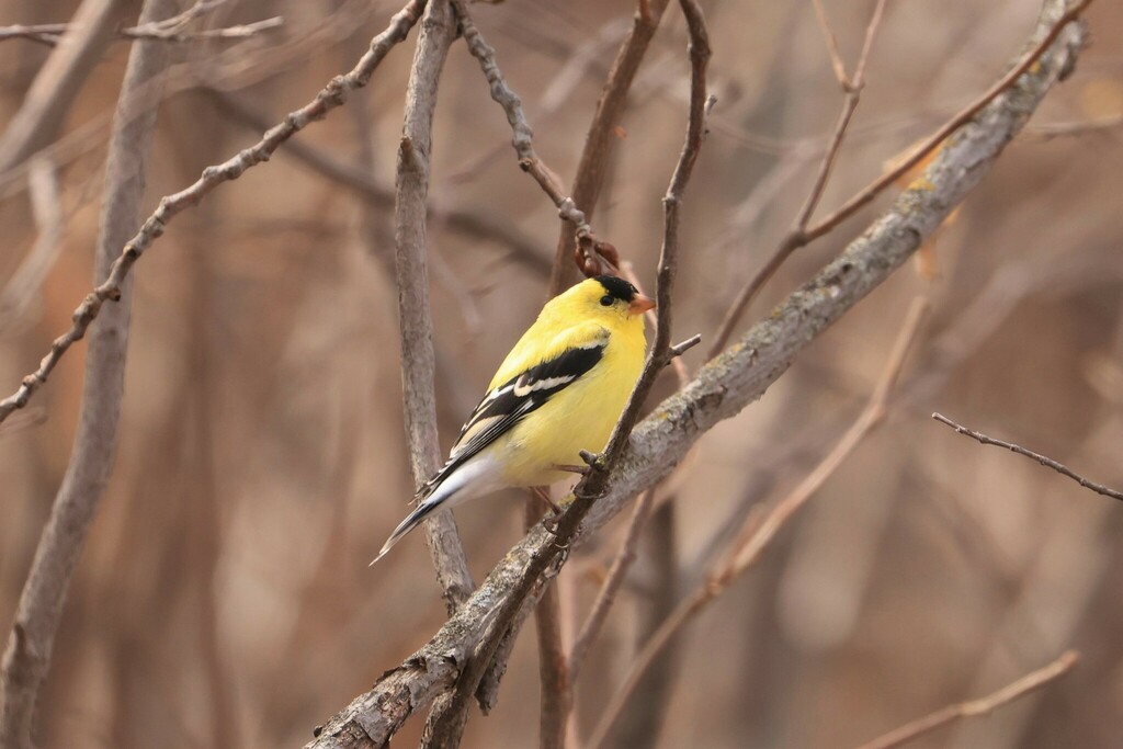 American Goldfinch from Henner's Pond Alberta Canada on April