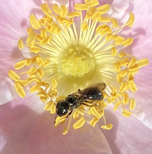 iNaturalist observation photo of Zadontomerus