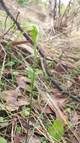Hindmarsh Valley greenhood (Pterostylis bryophila)