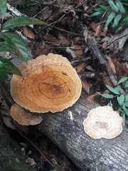 Polyporales