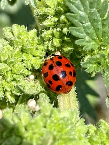 iNaturalist observation photo of Asian Lady Beetle