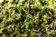 Cephaloziella turneri